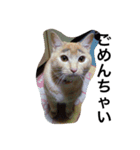 三谷家の猫たち（個別スタンプ：8）