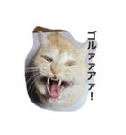 三谷家の猫たち（個別スタンプ：10）