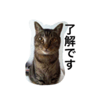 三谷家の猫たち（個別スタンプ：11）