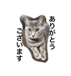 三谷家の猫たち（個別スタンプ：13）