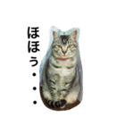 三谷家の猫たち（個別スタンプ：14）