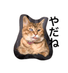 三谷家の猫たち（個別スタンプ：16）
