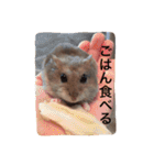 はむかけスタンプ（個別スタンプ：9）