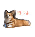 コーギーのエマちゃん（個別スタンプ：2）