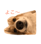 コーギーのエマちゃん（個別スタンプ：3）
