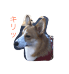 コーギーのエマちゃん（個別スタンプ：5）