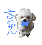 くうれいもも三兄弟とレオンにいちゃん（個別スタンプ：2）