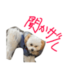 くうれいもも三兄弟とレオンにいちゃん（個別スタンプ：3）