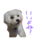 くうれいもも三兄弟とレオンにいちゃん（個別スタンプ：24）