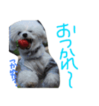 くうれいもも三兄弟とレオンにいちゃん（個別スタンプ：26）