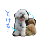 くうれいもも三兄弟とレオンにいちゃん（個別スタンプ：31）