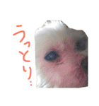 くうれいもも三兄弟とレオンにいちゃん（個別スタンプ：35）