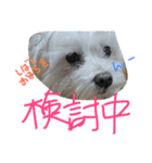 くうれいもも三兄弟とレオンにいちゃん（個別スタンプ：37）