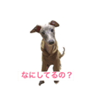 イタグレの日常（個別スタンプ：2）