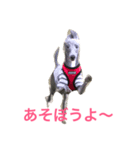 イタグレの日常（個別スタンプ：4）