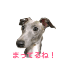 イタグレの日常（個別スタンプ：5）