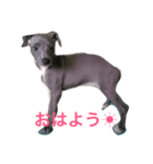 イタグレの日常（個別スタンプ：7）