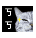 Cute Cats Love Togather 2（個別スタンプ：1）