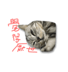 Cute Cats Love Togather 2（個別スタンプ：3）