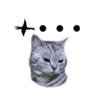 Cute Cats Love Togather 2（個別スタンプ：4）