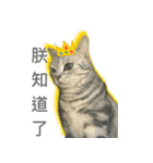 Cute Cats Love Togather 2（個別スタンプ：5）