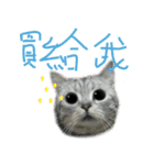 Cute Cats Love Togather 2（個別スタンプ：7）
