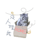 Cute Cats Love Togather 2（個別スタンプ：8）