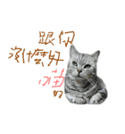 Cute Cats Love Togather 2（個別スタンプ：10）