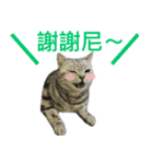 Cute Cats Love Togather 2（個別スタンプ：11）
