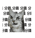 Cute Cats Love Togather 2（個別スタンプ：12）