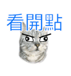 Cute Cats Love Togather 2（個別スタンプ：15）
