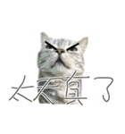 Cute Cats Love Togather 2（個別スタンプ：16）