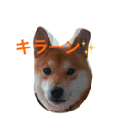 大好き！王ちゃん（個別スタンプ：2）