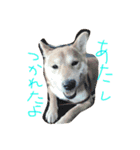 大好き！王ちゃん（個別スタンプ：3）