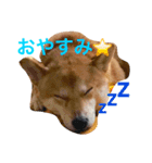 大好き！王ちゃん（個別スタンプ：8）