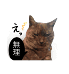 ぶさかわな猫（個別スタンプ：1）