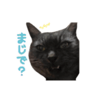 ぶさかわな猫（個別スタンプ：2）