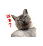 ぶさかわな猫（個別スタンプ：3）