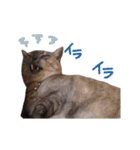 ぶさかわな猫（個別スタンプ：4）