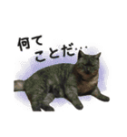 ぶさかわな猫（個別スタンプ：5）
