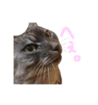 ぶさかわな猫（個別スタンプ：6）