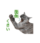 ぶさかわな猫（個別スタンプ：7）