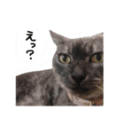 ぶさかわな猫（個別スタンプ：8）