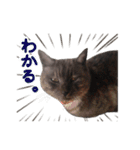 ぶさかわな猫（個別スタンプ：9）