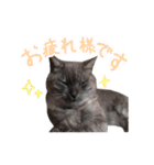 ぶさかわな猫（個別スタンプ：10）