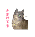 ぶさかわな猫（個別スタンプ：11）
