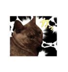 ぶさかわな猫（個別スタンプ：12）