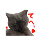 ぶさかわな猫（個別スタンプ：13）
