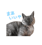 ぶさかわな猫（個別スタンプ：14）