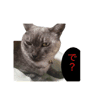 ぶさかわな猫（個別スタンプ：15）